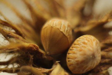 Widok z bliska orzecha laskowego na rozmytym tle super makro