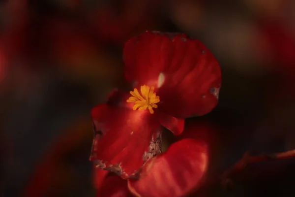 Czerwony Kwiat Ogrodzie Widziany Bliska Ciemnym Tle — Stok fotoğraf