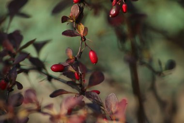 Czerwone owoce krzewu na zielonym tle widziane z bliska