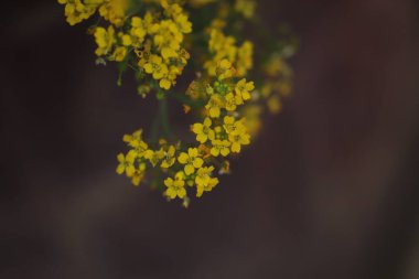 Jaskrawe drobne kwiaty widziane z bliska super makro