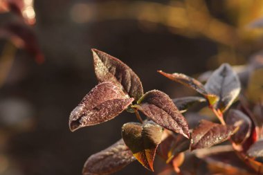 Czerwone listki krzewu oszronione w jesienny Poranek w ogrodzie
