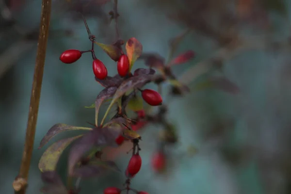 Czerwone Owoce Krzewu Kolorowym Tle Widziane Blisko — 图库照片