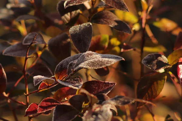Jesienny Poranek Ogrodzie Oszronione Czerwone Listki Krzewu — Fotografia de Stock