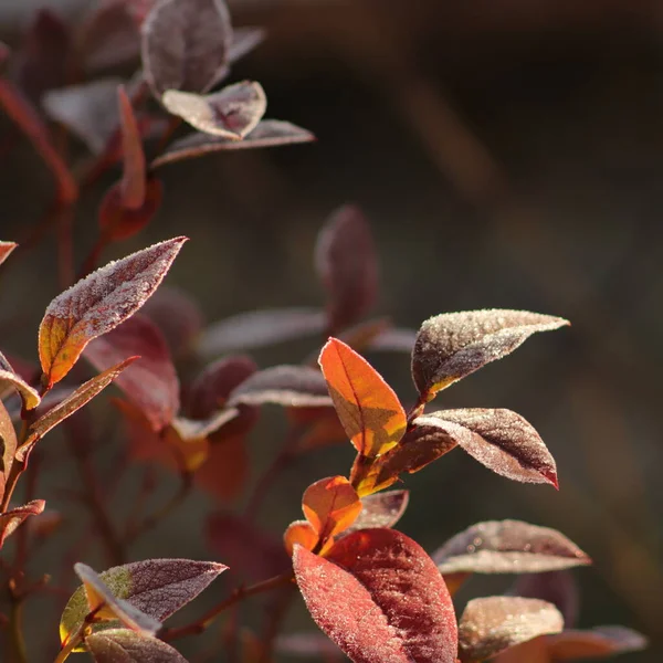 Oszronione Czerwone Listki Krzewu Jesienny Poranek Ogrodzie — Stockfoto