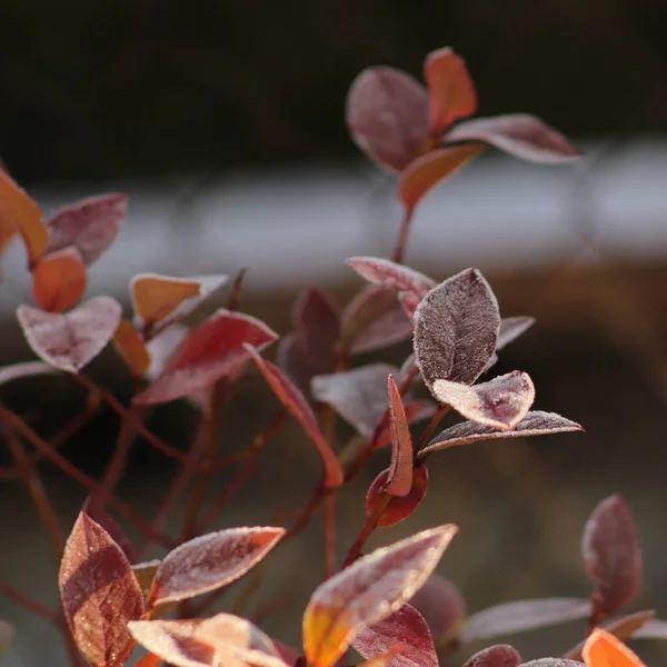 Zimny Jesienny Poranek Ogrodzie Oszronione Czerwone Listki Krzewu — Foto Stock