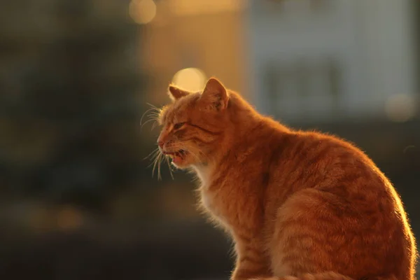 Rudy Kot Siedzi Dachu Budynku Obserwuje Okolice — Zdjęcie stockowe