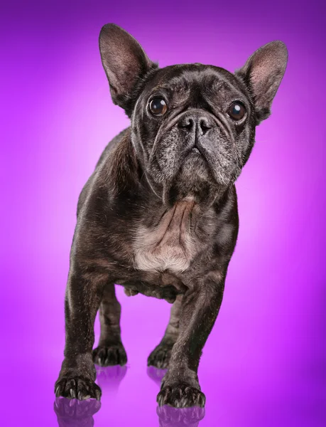 Fransk bulldog isolerade över lila bakgrund — Stockfoto