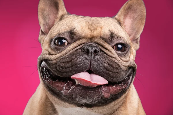 Bulldog francese isolato su sfondo rosa — Foto Stock