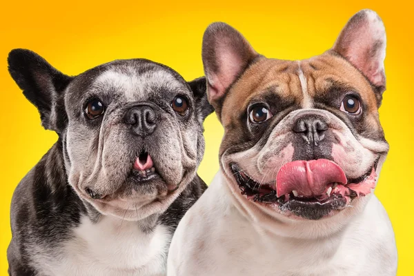 French bulldogs isolated over orange background — Stock Photo, Image