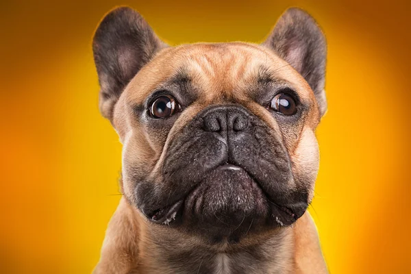 Franse bulldog geïsoleerd over oranje achtergrond — Stockfoto