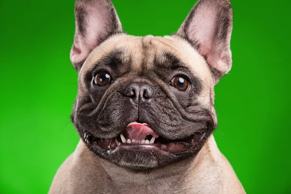 French bulldog isolated over green background — Stock Photo, Image