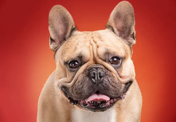Franse bulldog geïsoleerd op rode achtergrond — Stockfoto