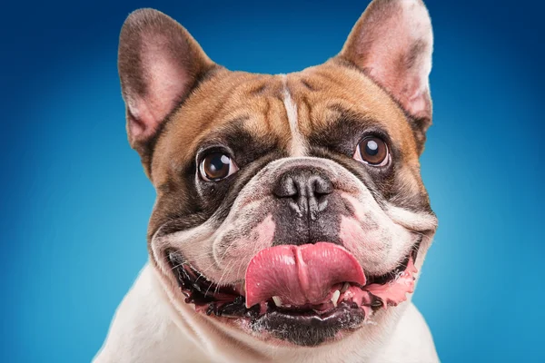 Franse bulldog geïsoleerd op blauwe achtergrond — Stockfoto