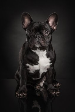 French bulldog over black background clipart