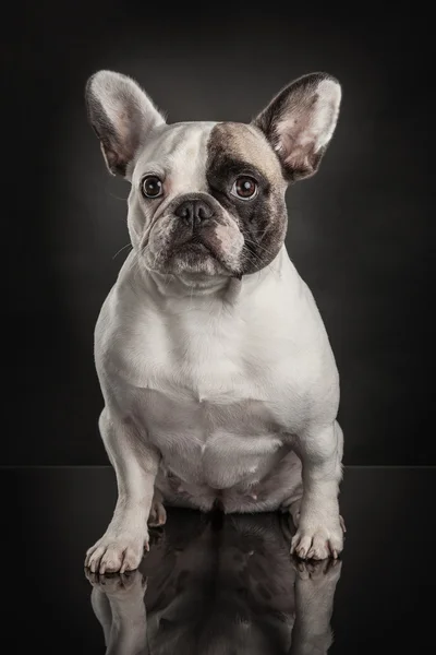 Französische Bulldogge auf schwarzem Hintergrund — Stockfoto