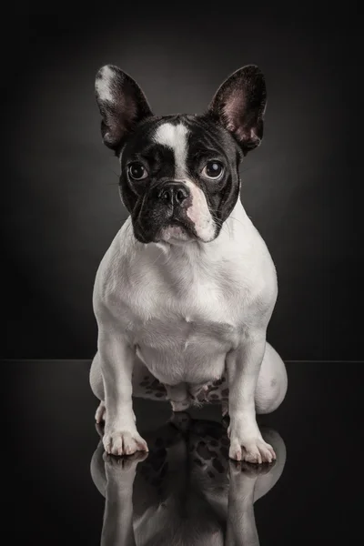 Bulldog francés sobre fondo negro — Foto de Stock