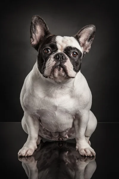 Bulldog francese su sfondo nero — Foto Stock
