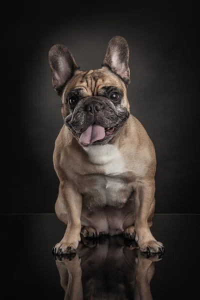 Französische Bulldogge auf schwarzem Hintergrund — Stockfoto