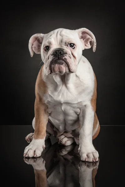 Fransk bulldog över svart bakgrund — Stockfoto