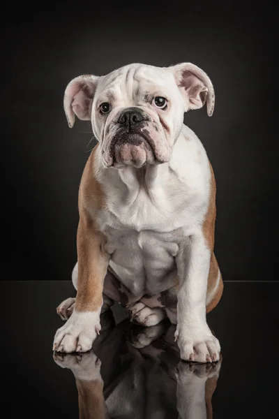 Bulldog francese su sfondo nero — Foto Stock