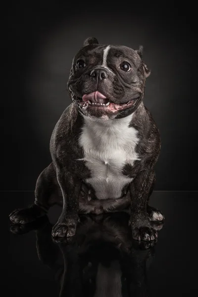 Buldog francuski na czarnym tle — Zdjęcie stockowe