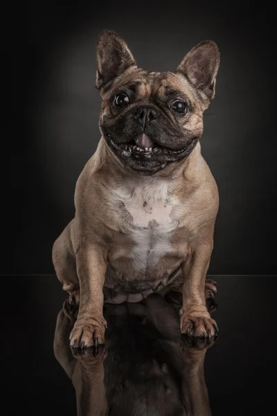 Franse bulldog op zwarte achtergrond — Stockfoto