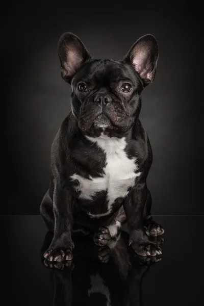 Bulldog francés sobre fondo negro — Foto de Stock