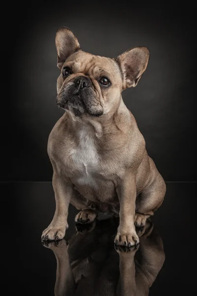 Bulldog francés sobre fondo negro — Foto de Stock