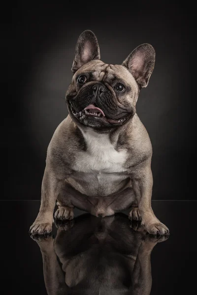 Bulldog francés sobre fondo negro — Foto de Stock