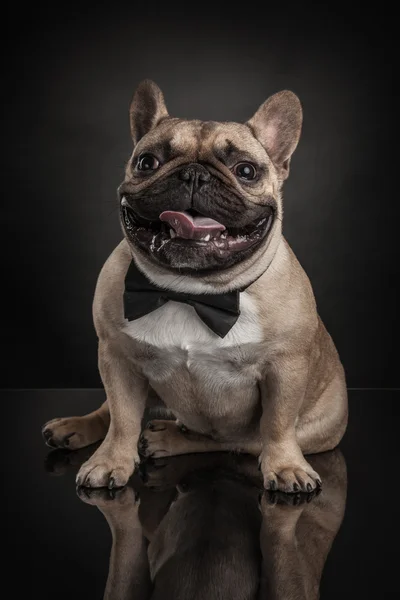 Bulldog francés sobre fondo negro —  Fotos de Stock