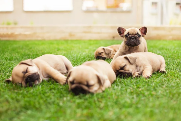 Pequenos filhotes de buldogue franceses adormecidos — Fotografia de Stock