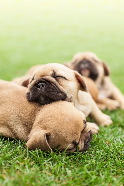 Pequenos filhotes de buldogue franceses adormecidos — Fotografia de Stock