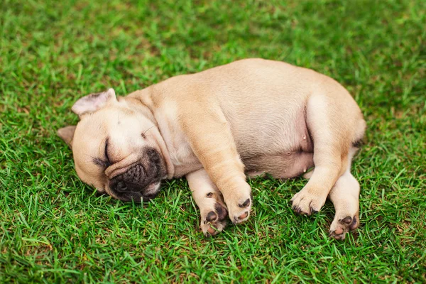 Pequeno dormindo francês buldogue filhote — Fotografia de Stock