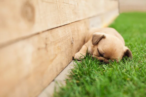Pequeno dormindo francês buldogue filhote — Fotografia de Stock