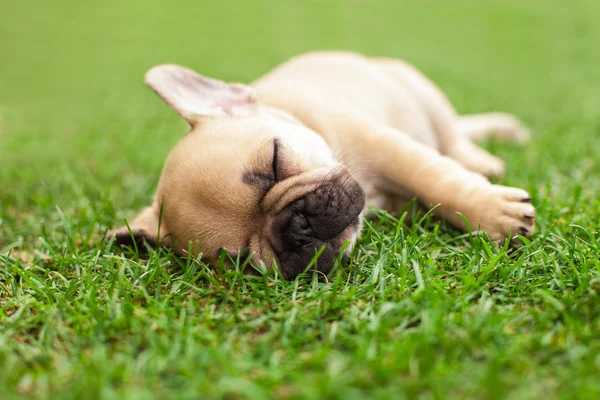 Puppie bulldog kecil Perancis yang tertidur — Stok Foto