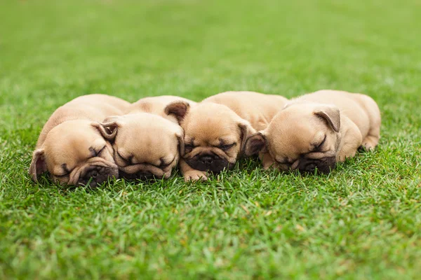 Pequenos filhotes de buldogue franceses adormecidos — Fotografia de Stock