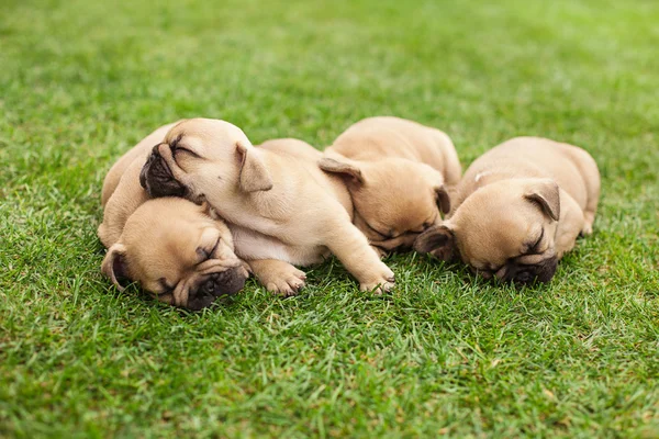 Pequenos filhotes de buldogue franceses adormecidos — Fotografia de Stock
