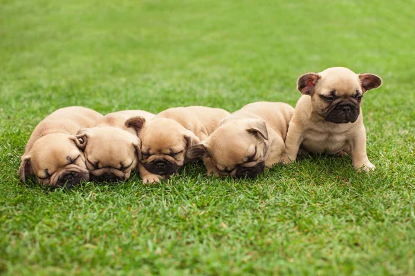 Pieni nukkuva ranskalainen bulldog pennut — kuvapankkivalokuva