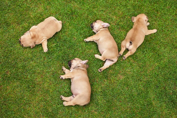 Маленькие спящие французские щенки бульдога — стоковое фото