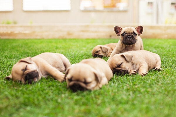 Little sleeping French bulldog puppies Stock Image