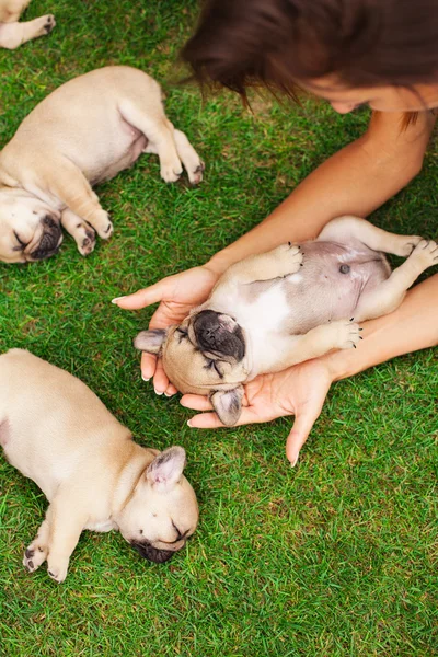 Poco durmiendo francés bulldog cachorro Imágenes de stock libres de derechos