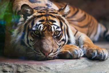 Tiger, portrait of a bengal tiger clipart