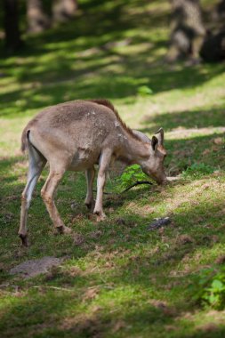 dişi Sibirya dağ keçisi