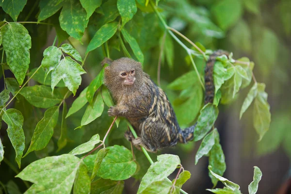 Pigmeo marmoset primer plano —  Fotos de Stock