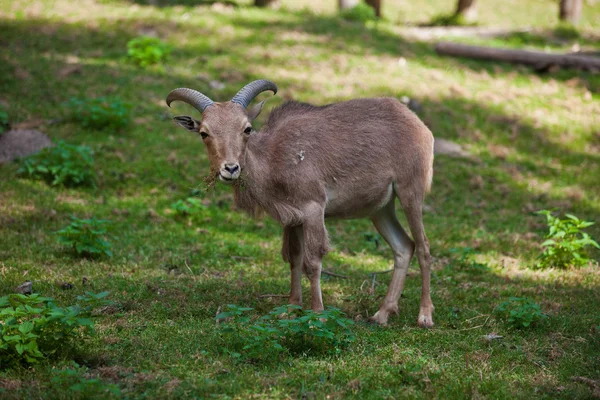 Sibirische Bergziege — Stockfoto