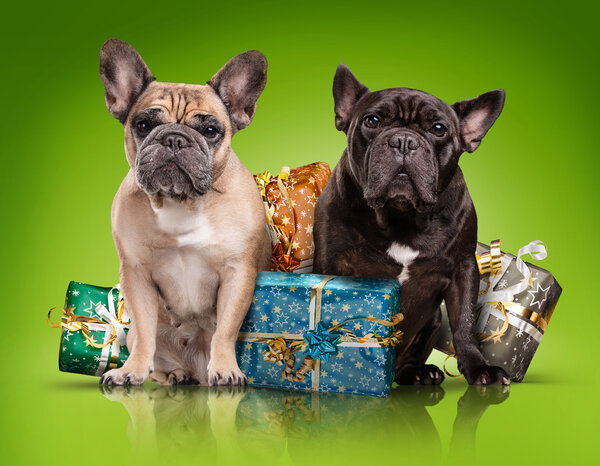 French bulldogs with christmas gifts