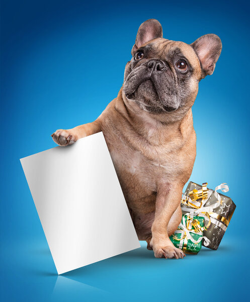 French bulldogs with white board and christmas gifts
