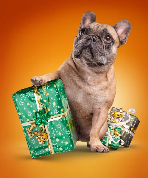 Franse buldoggen met giften van Kerstmis — Stockfoto