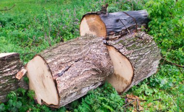 Bu ipuçlarını kullanarak insanlığın her türlü ruhsal sorunla nasıl başa çıkılacağı