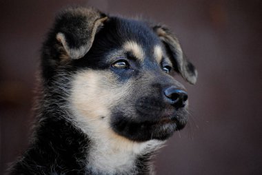 Yavru köpek birkaç aylık. Farklı şekillerde poz veriyor. Sevimli ve özgün..